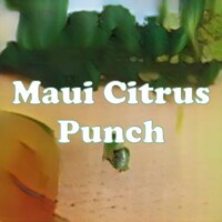 Maui Citrus Punch strain