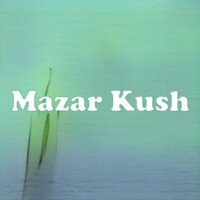 Mazar Kush strain