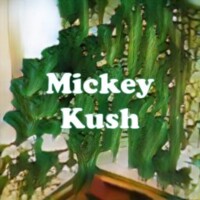 Mickey Kush strain
