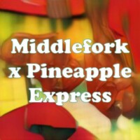 Middlefork x Pineapple Express strain