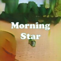 Morning Star strain