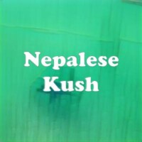 Nepalese Kush strain