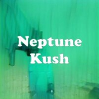 Neptune Kush strain