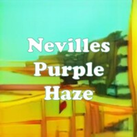Nevilles Purple Haze strain