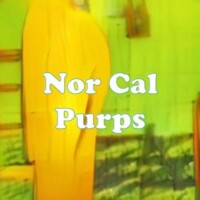 Nor Cal Purps strain