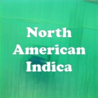 North American Indica strain