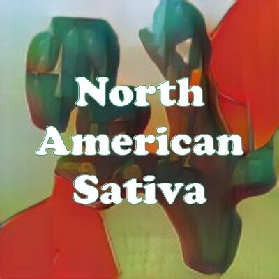 North American Sativa strain