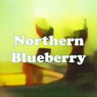 Northern Blueberry strain