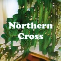 Northern Cross strain
