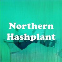 Northern Hashplant strain