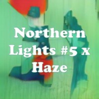 Northern Lights #5 x Haze strain