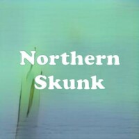Northern Skunk strain