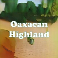 Oaxacan Highland strain