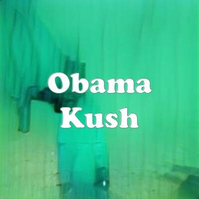 Obama Kush strain