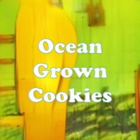 Ocean Grown Cookies strain
