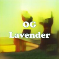 OG Lavender strain