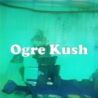 Ogre Kush strain
