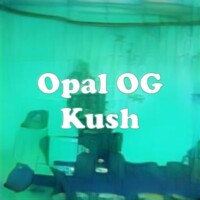 Opal OG Kush strain