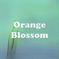 Orange Blossom strain