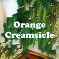 Orange Creamsicle strain