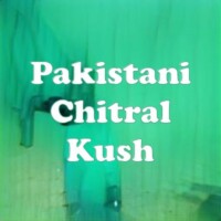 Pakistani Chitral Kush strain