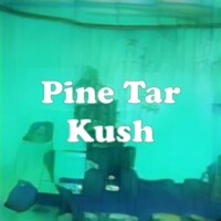 Pine Tar Kush strain