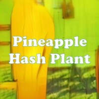 Pineapple Hash Plant strain