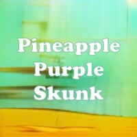 Pineapple Purple Skunk strain