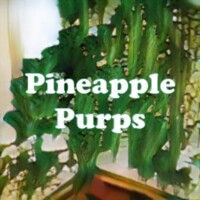 Pineapple Purps strain