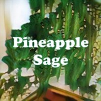 Pineapple Sage strain