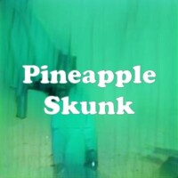 Pineapple Skunk strain