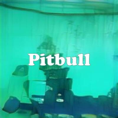 Pitbull strain