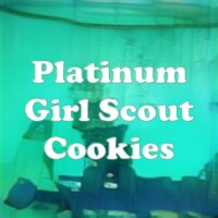 Platinum Girl Scout Cookies strain