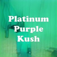 Platinum Purple Kush strain