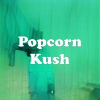Popcorn Kush strain