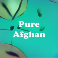 Pure Afghan strain