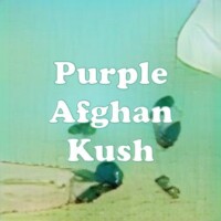 Purple Afghan Kush strain
