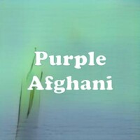 Purple Afghani strain