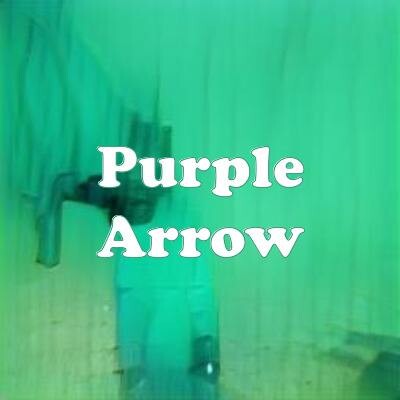Purple Arrow strain
