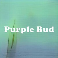 Purple Bud strain
