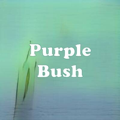 Purple Bush strain