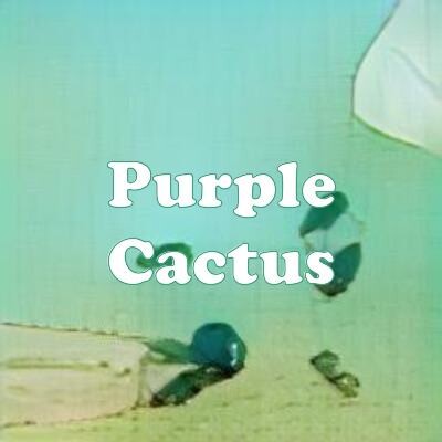Purple Cactus strain
