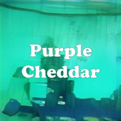 Purple Cheddar strain