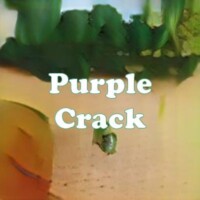 Purple Crack strain