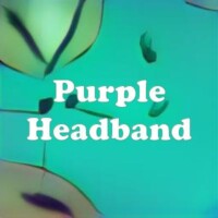 Purple Headband strain