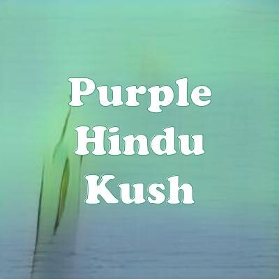 Purple Hindu Kush strain