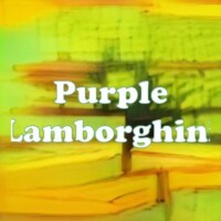 Purple Lamborghini strain