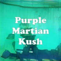 Purple Martian Kush strain