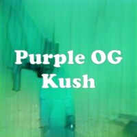 Purple OG Kush strain