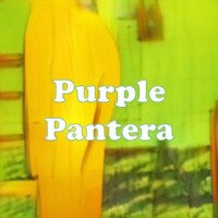 Purple Pantera strain